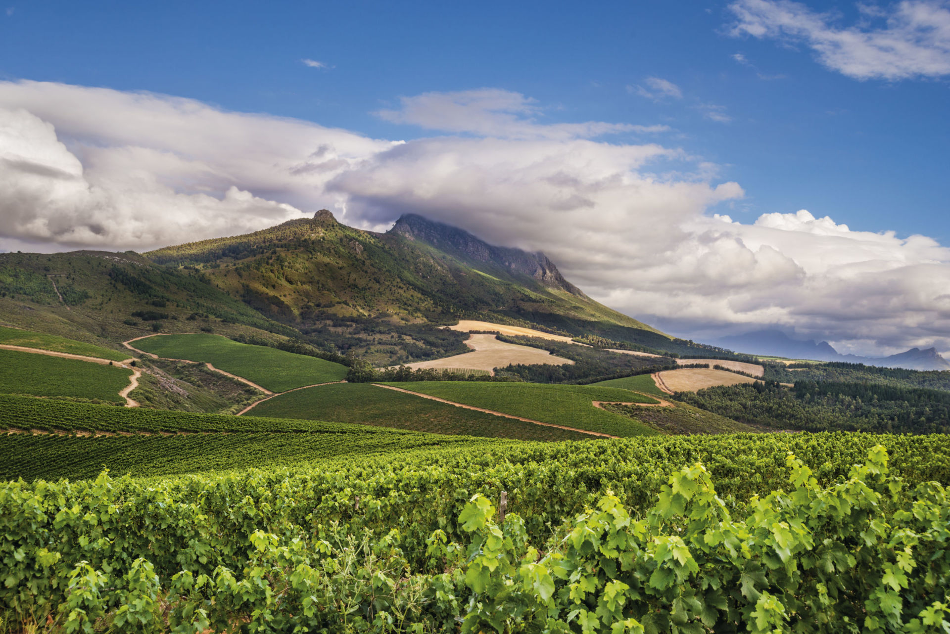 Kanonkop Vineyards
